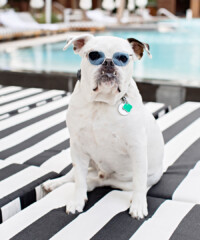Pet-Friendly Miami Travel Guide