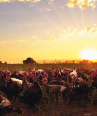 Inside The Natalie Portman-Narrated Eating Animals