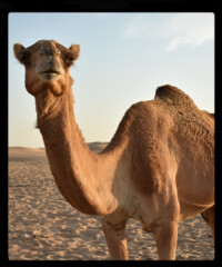 The Weekender: Abu Dhabi