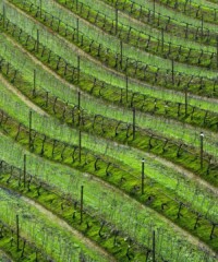 The Grape Escape: South Africa’s Vineyards