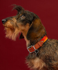 Pamper Your Pet With The Ultimate Holiday Gift Guide