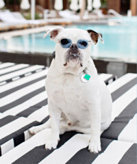 New Pet-Friendly Hotel Programs
