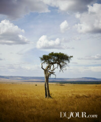 On Safari