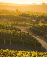 Inside Uruguay’s $100 Million Wine Empire