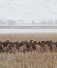 You’re in Elk Territory Now